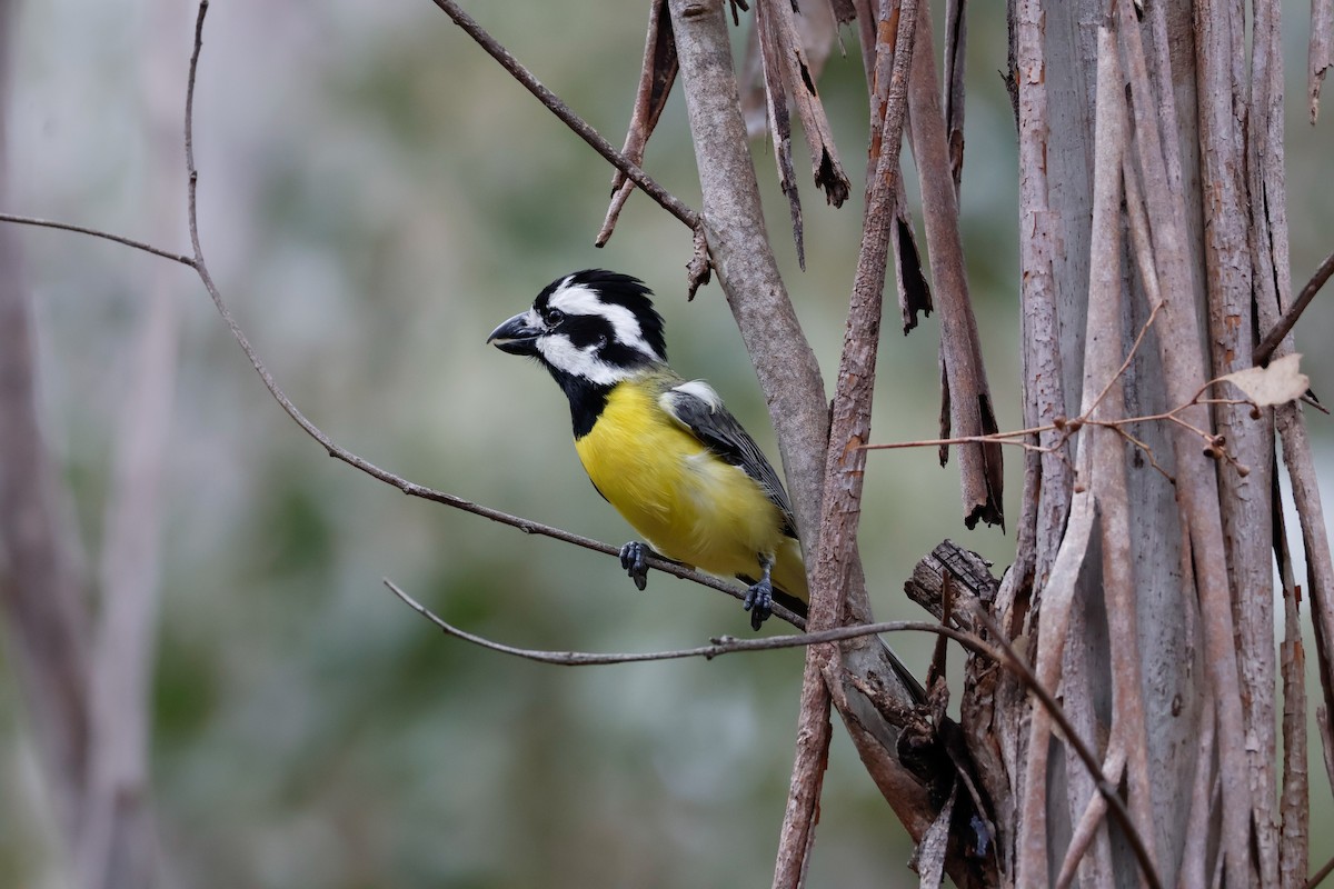 Eastern Shrike-tit - ML645314189