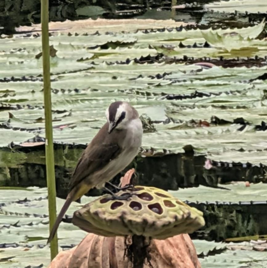 Yellow-vented Bulbul - ML645314194