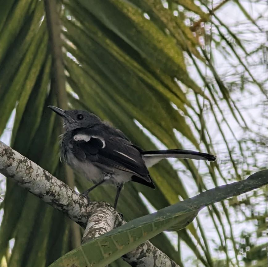 Oriental Magpie-Robin - ML645314196