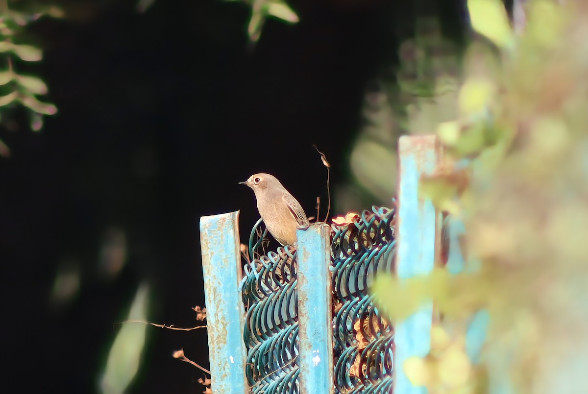 Black Redstart - ML645314198