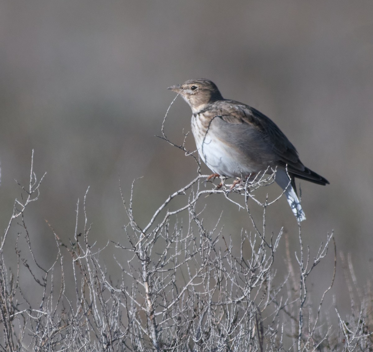 Alouette calandre - ML645314209