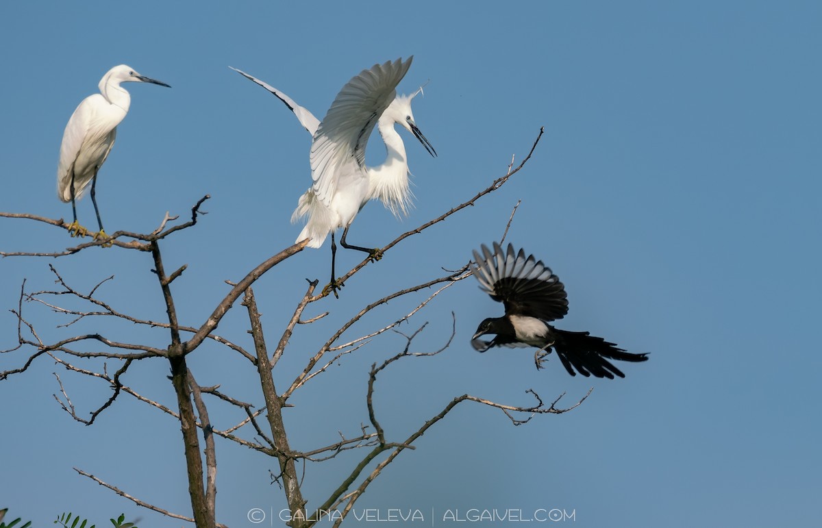 Little Egret - ML645314210