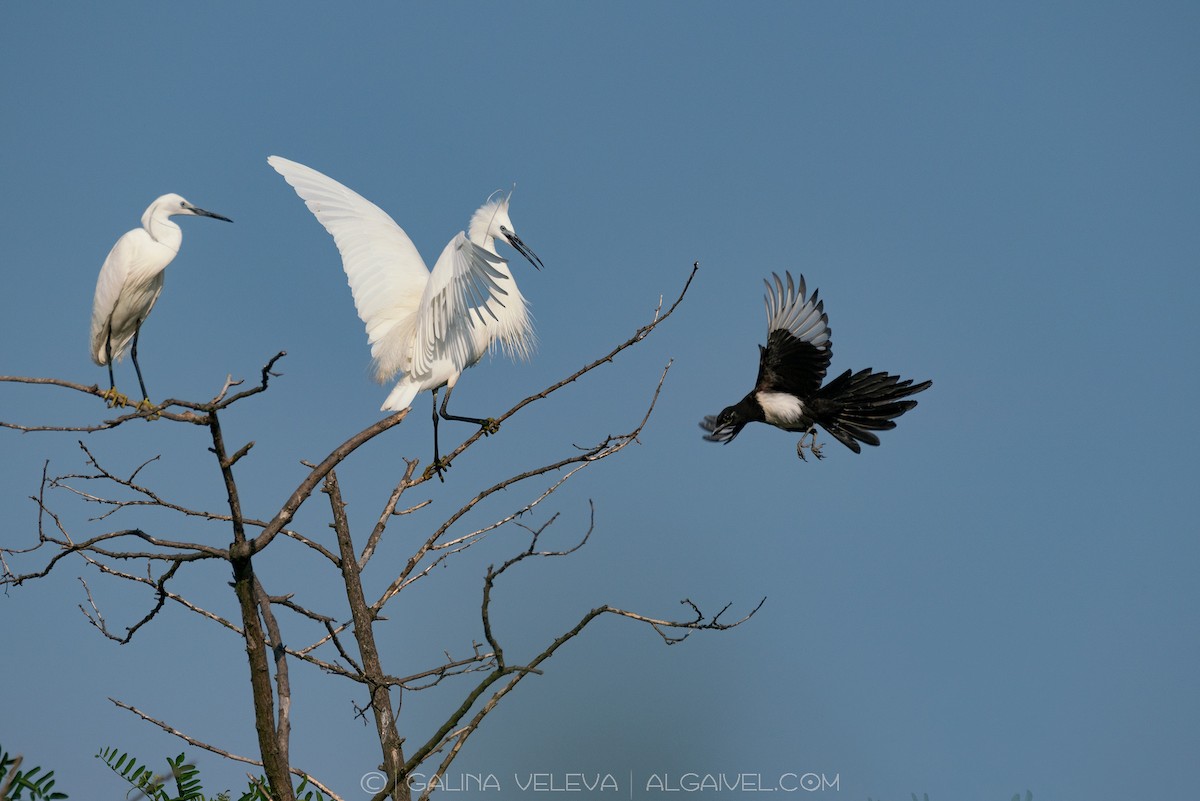 Little Egret - ML645314211