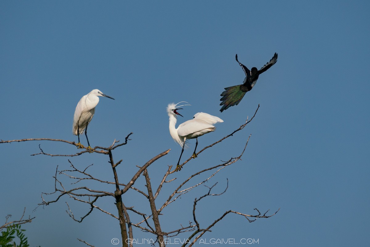 Little Egret - ML645314212