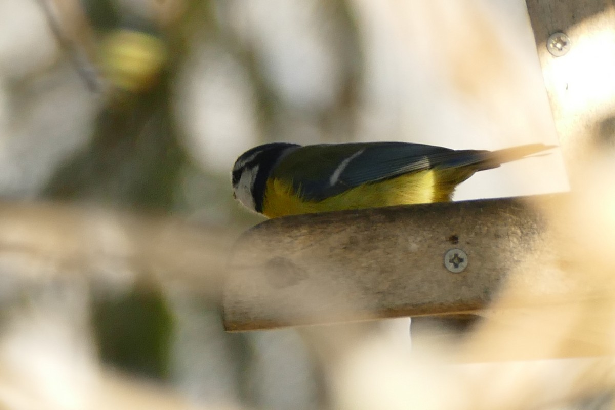 ירגזי כחול - ML645314223
