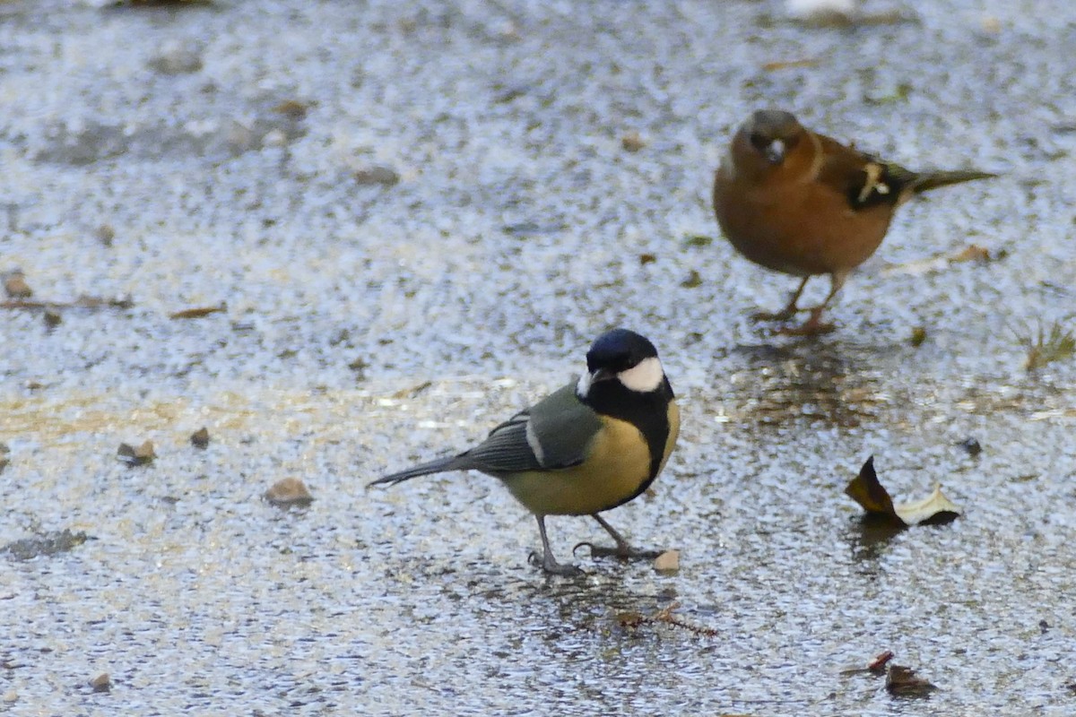 Kohlmeise - ML645314228