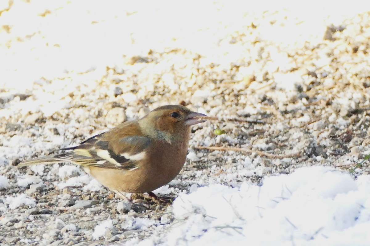 Buchfink - ML645314238