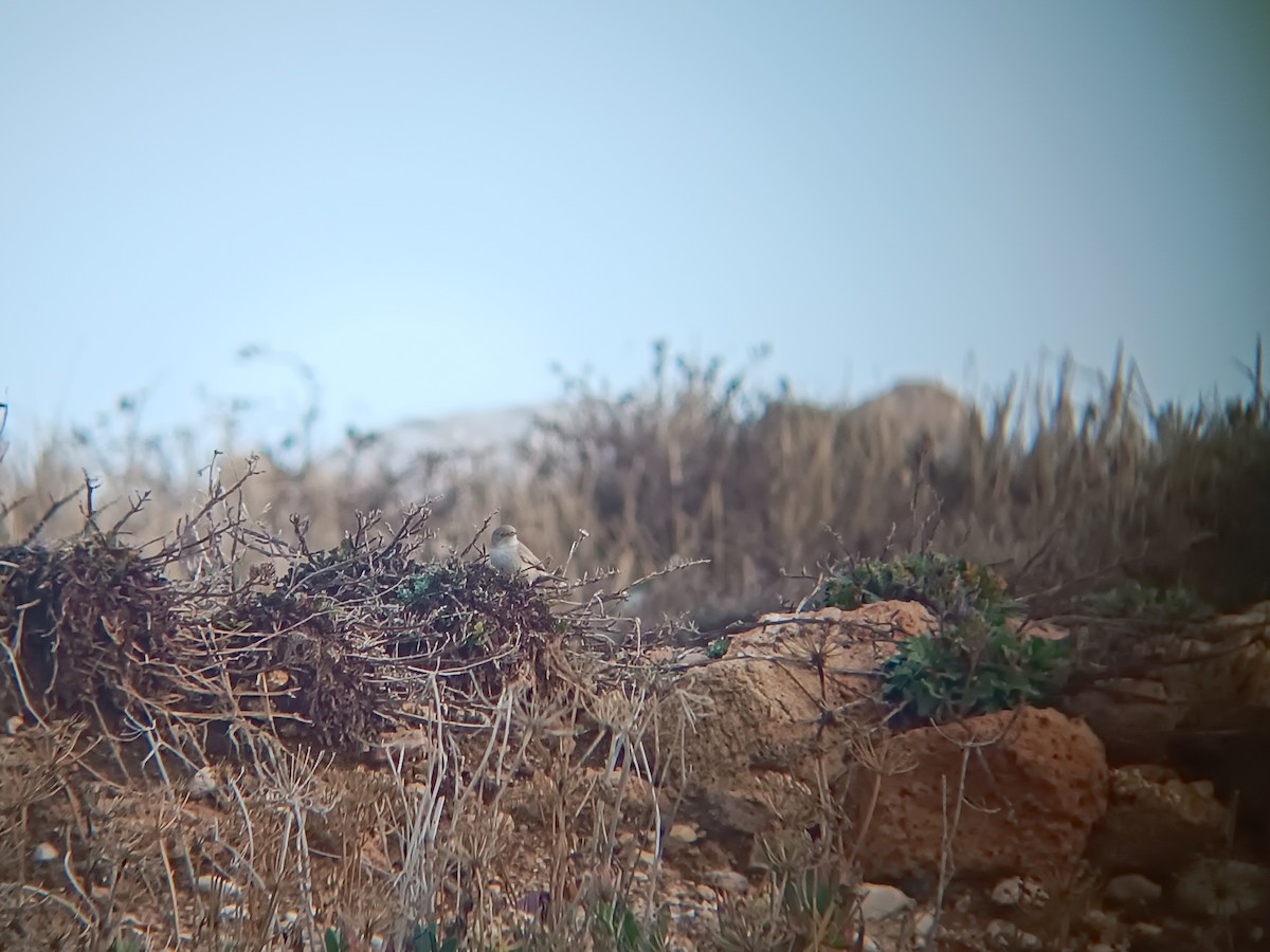 Asian Desert Warbler - ML645314239