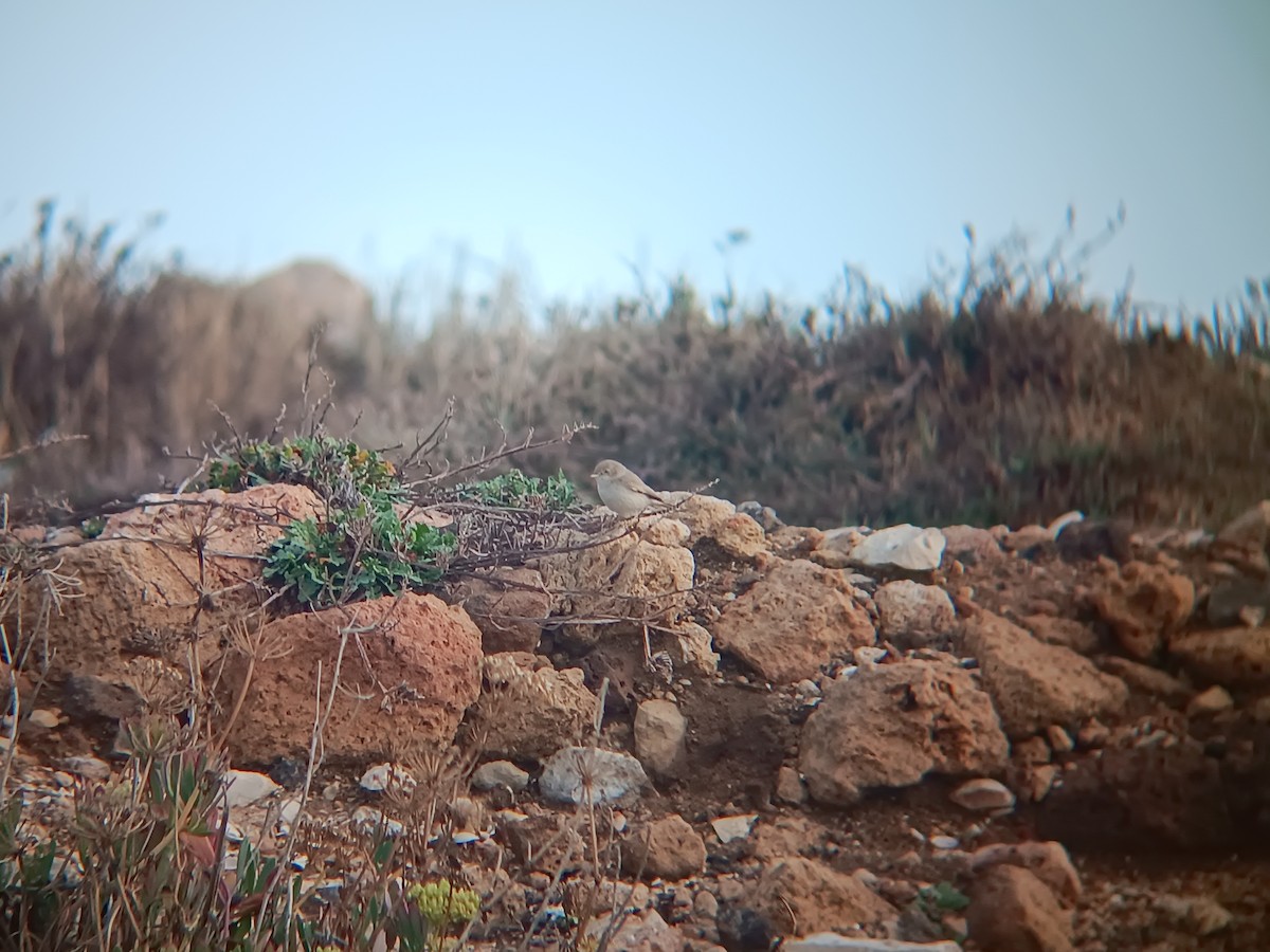 Asian Desert Warbler - ML645314240