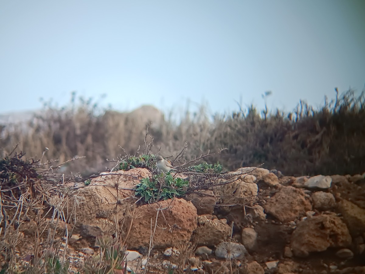 Asian Desert Warbler - ML645314241