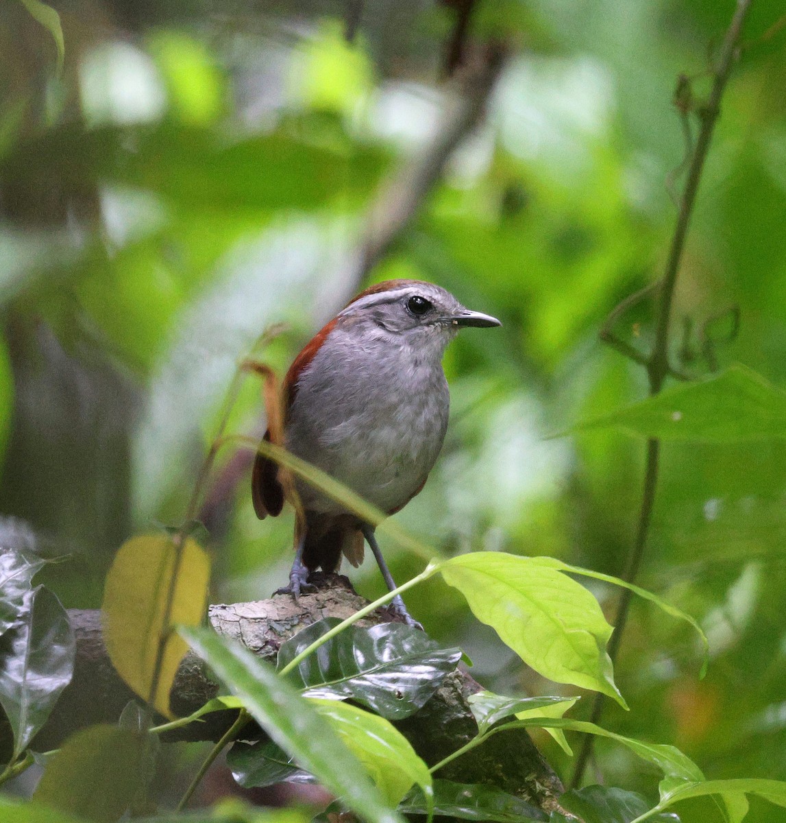 Jejenero Ventrinegro - ML645314255