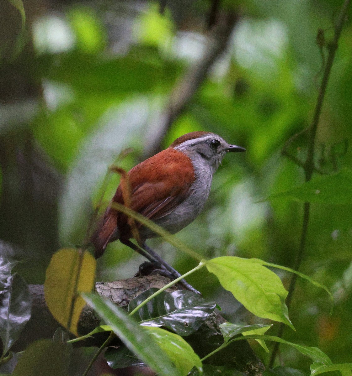 Jejenero Ventrinegro - ML645314256