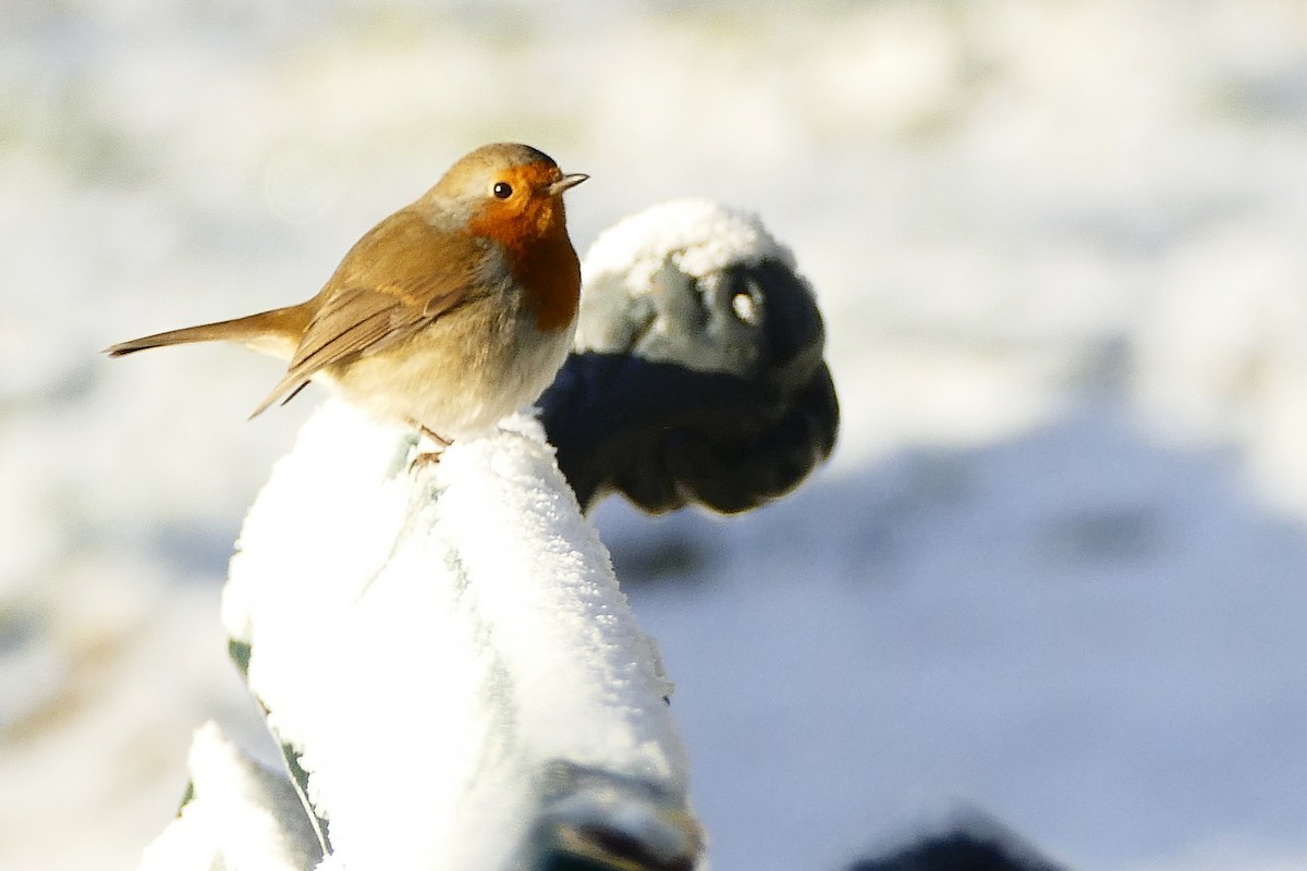 Rotkehlchen - ML645314265