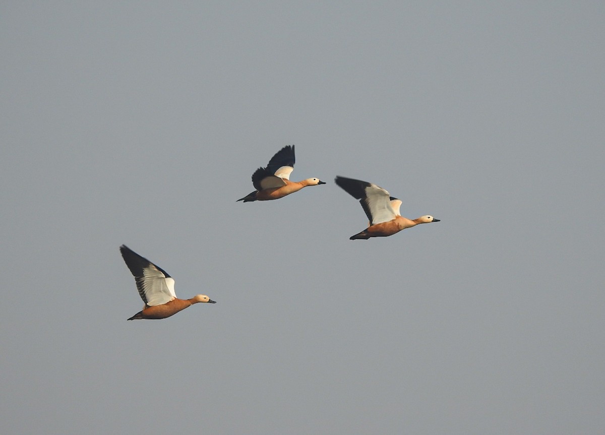 Ruddy Shelduck - ML645314268