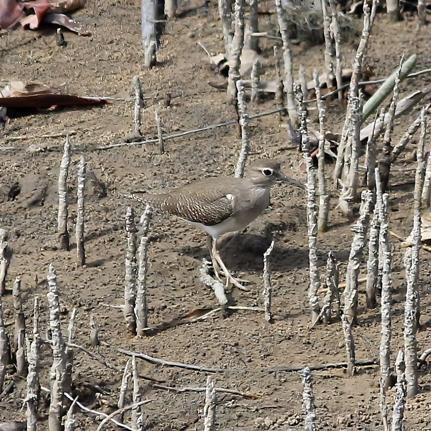 Common Sandpiper - ML645314332