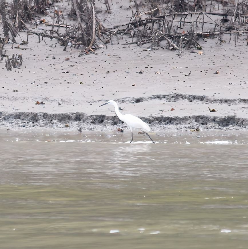 Little Egret - ML645314336