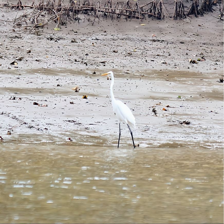 Great Egret - ML645314340