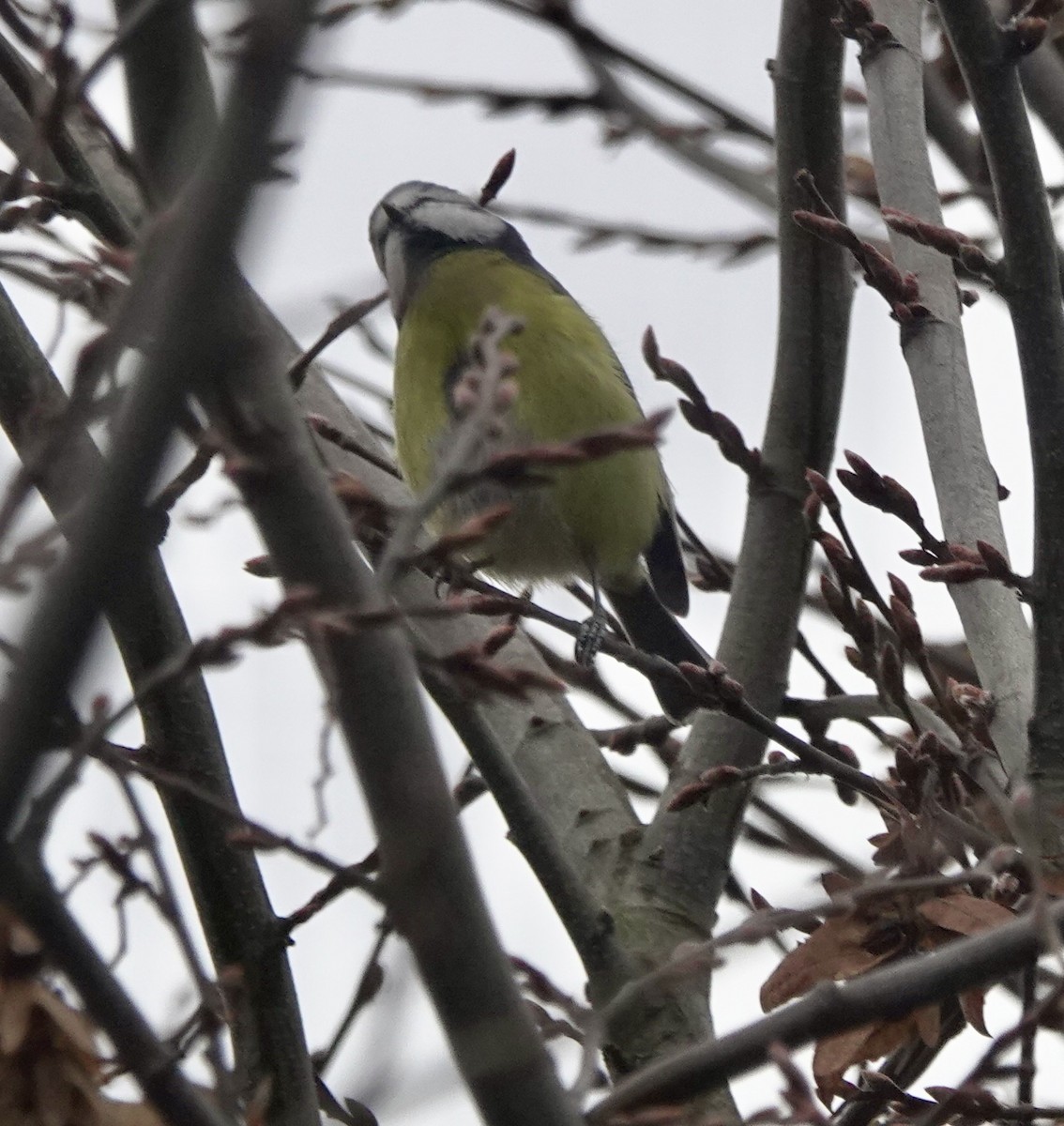 ירגזי כחול - ML645314341