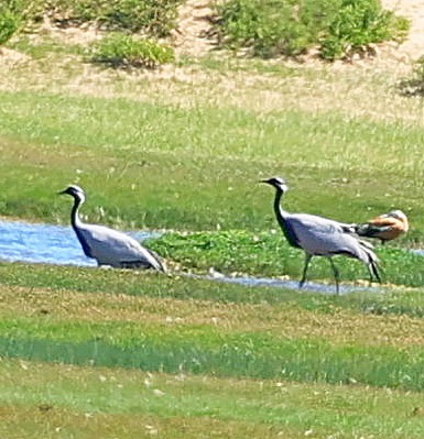 Demoiselle Crane - ML645314346