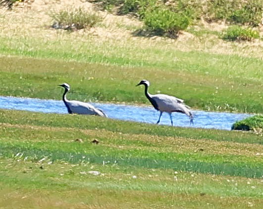 Demoiselle Crane - ML645314347