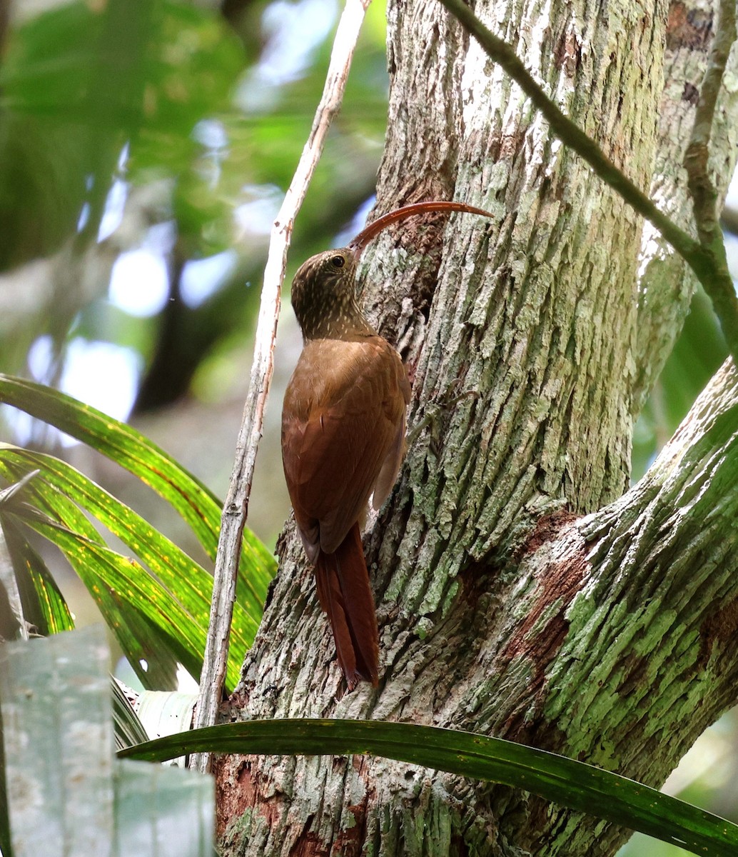 Tapajos Scythebill (Rondonia) - ML645314357