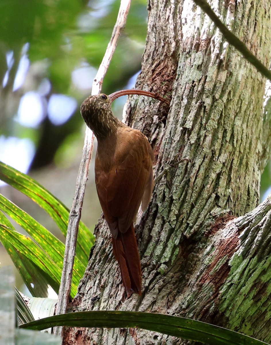 Tapajos Scythebill (Rondonia) - ML645314358