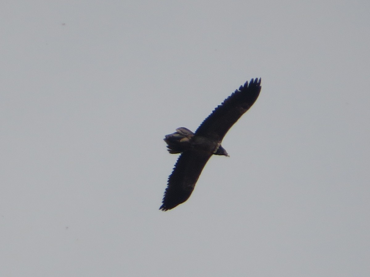 orlosup bradatý - ML645314388