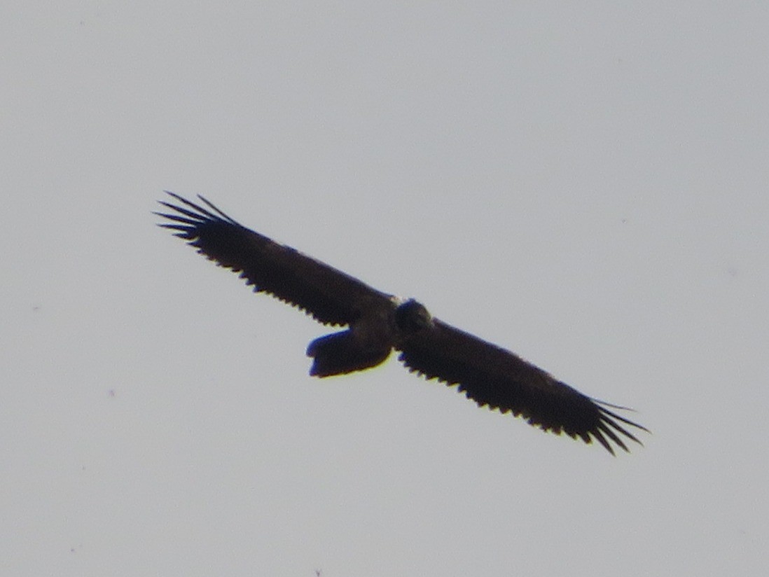 orlosup bradatý - ML645314389