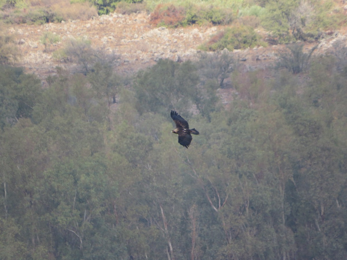 Imperial Eagle - ML645314396