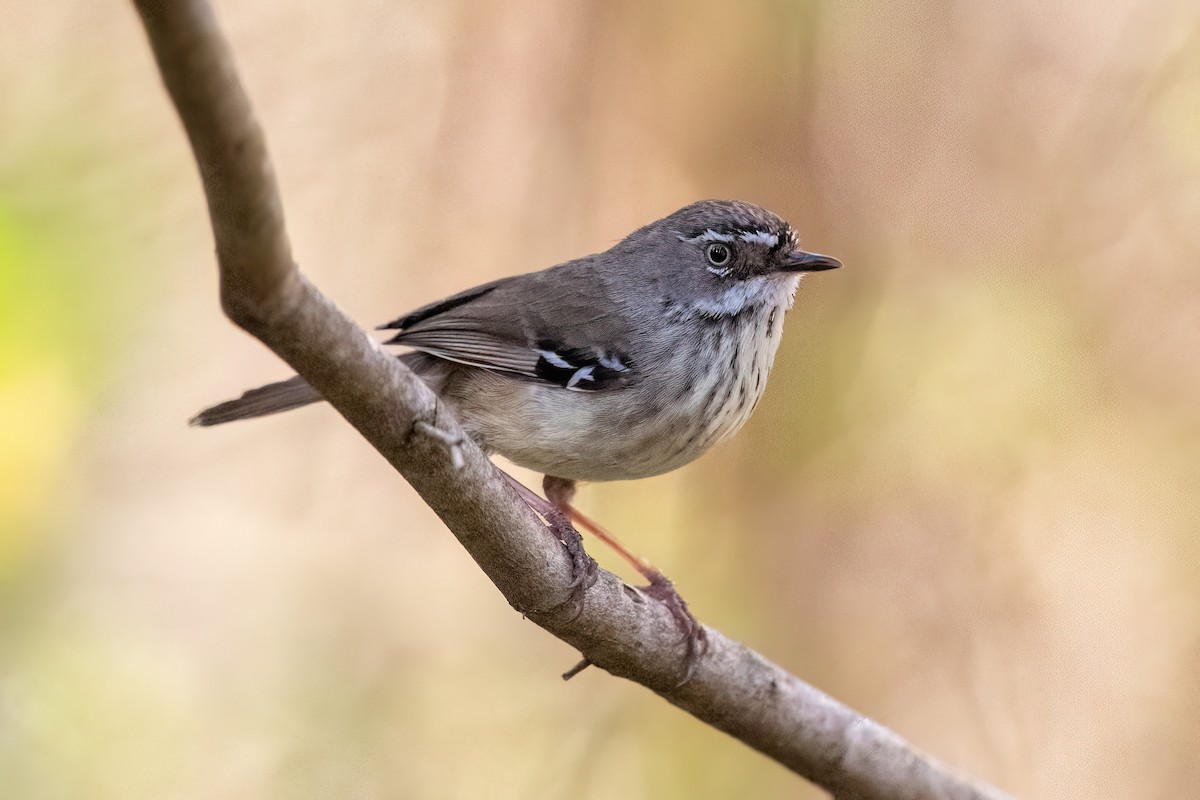 Spotted Scrubwren - ML645314405