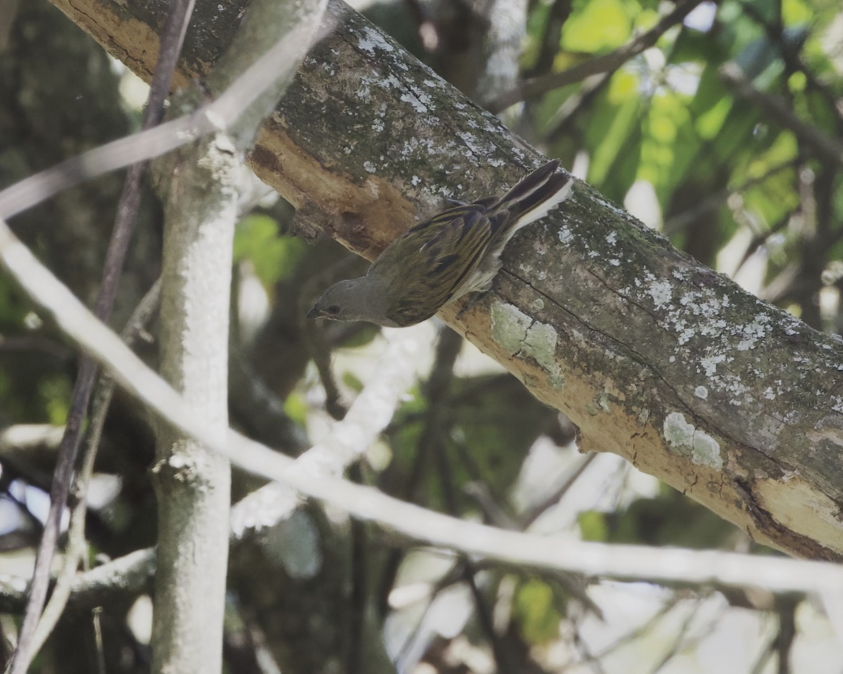 Lesser Honeyguide (Lesser) - ML645314438