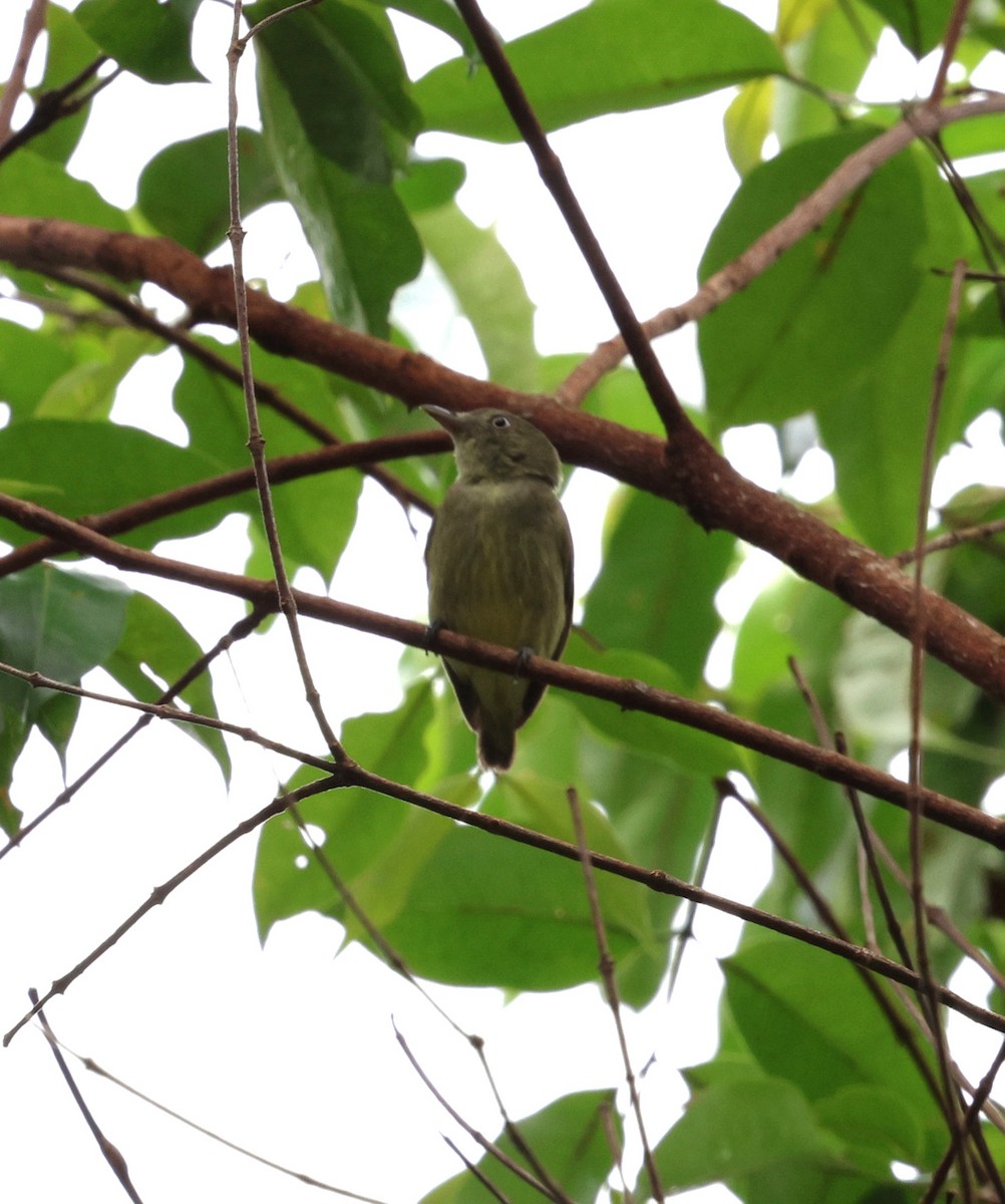 Amazonienzwergpipra - ML645314440