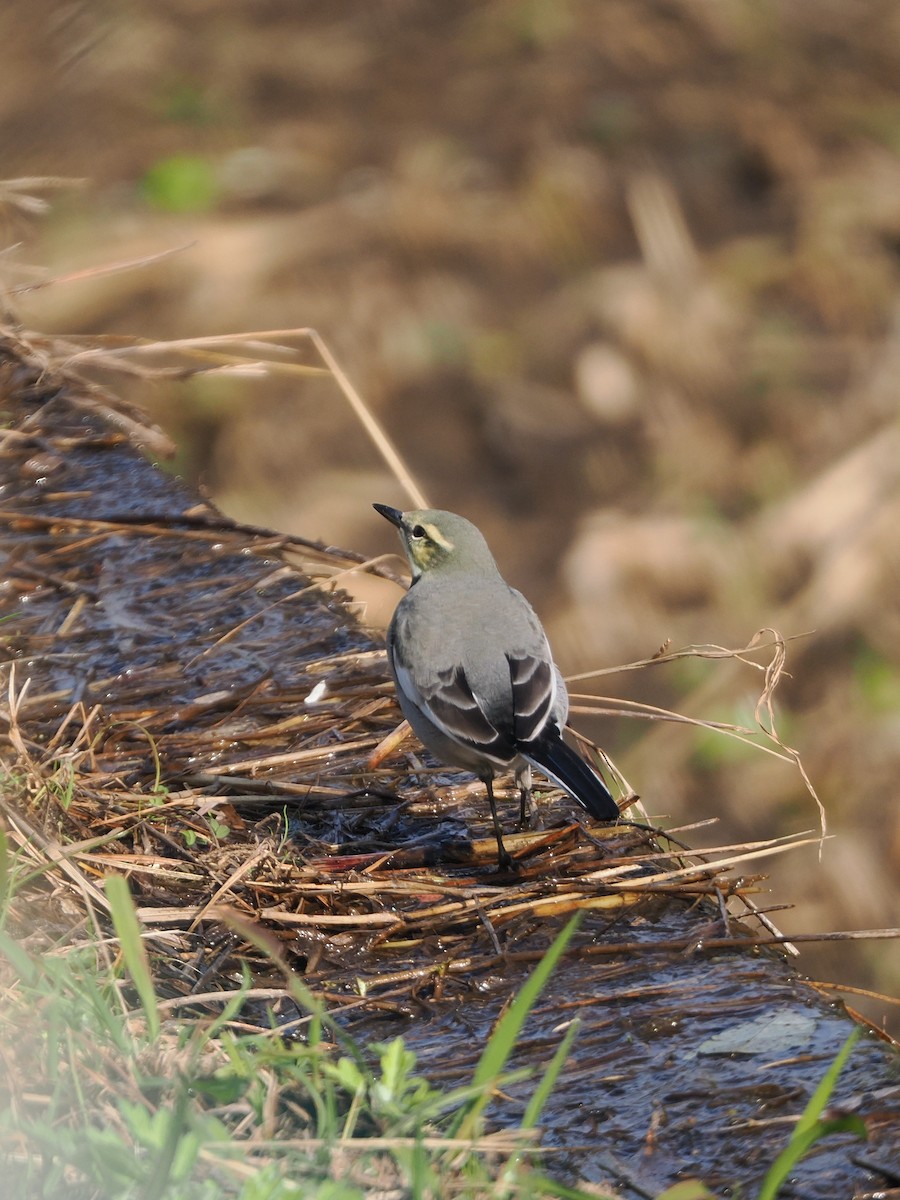 White Wagtail - ML645314453