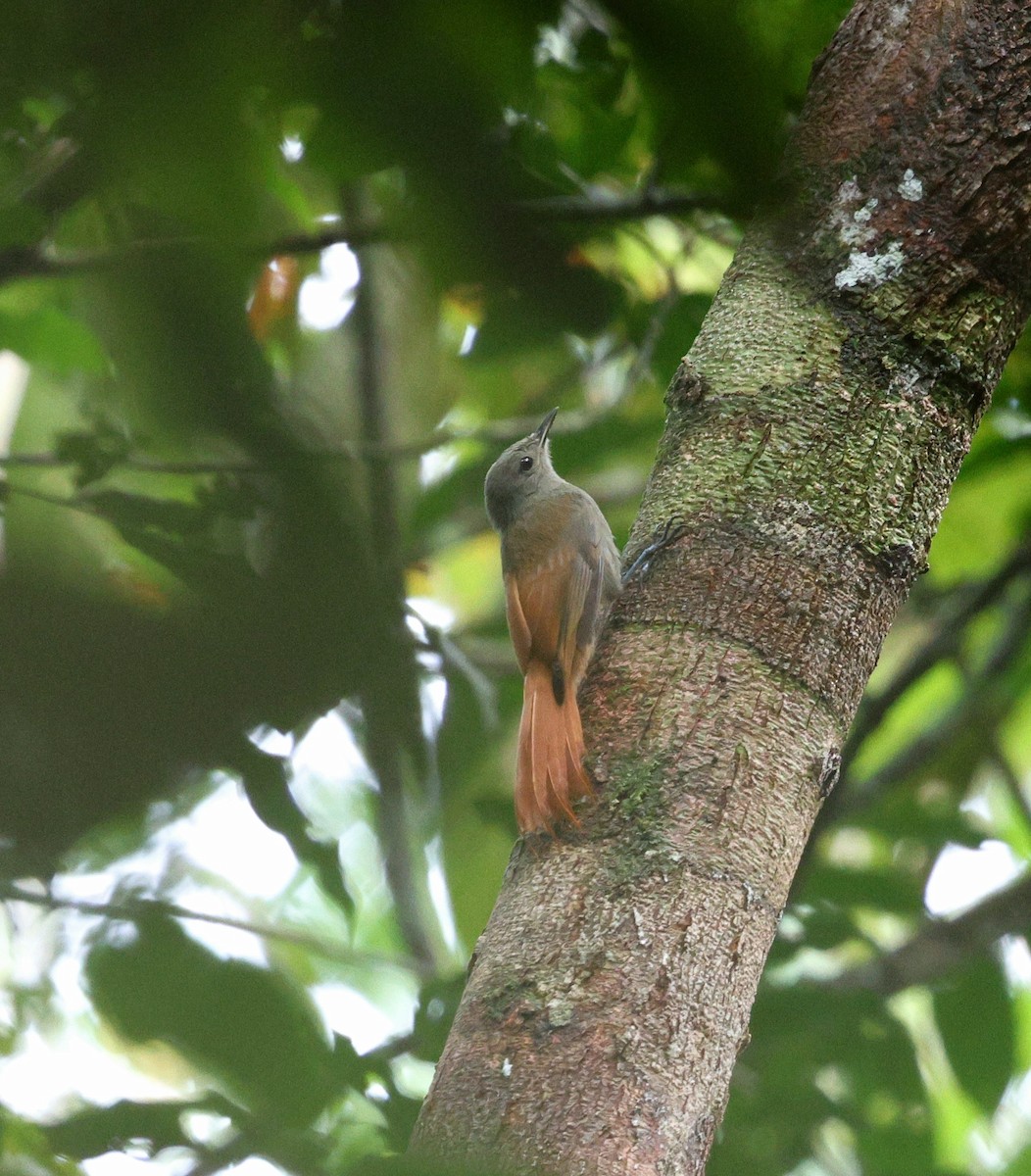 Olivaceous Woodcreeper - ML645314463