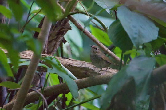 Rufous-tailed Robin - ML645314474