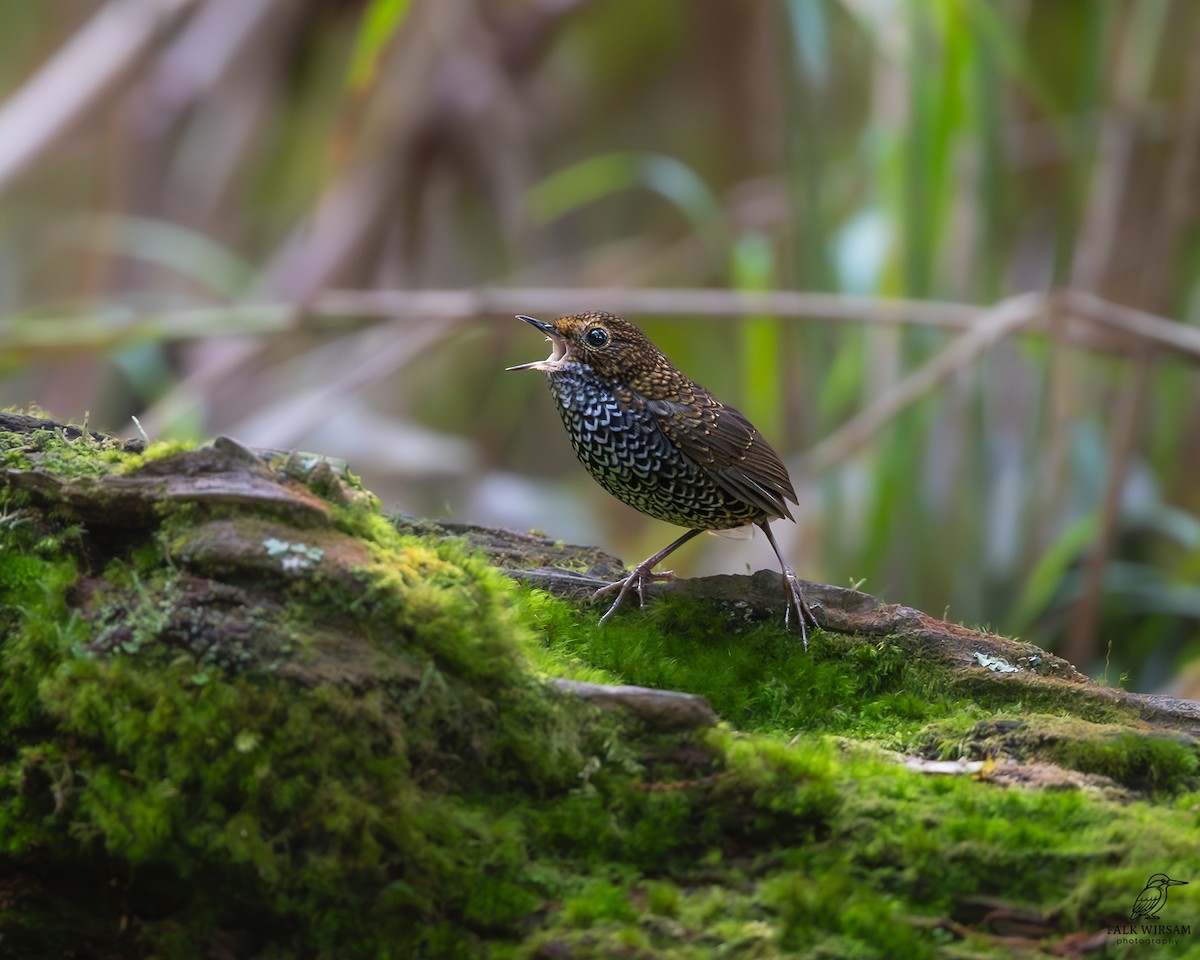 Taiwan Cupwing - ML645314492