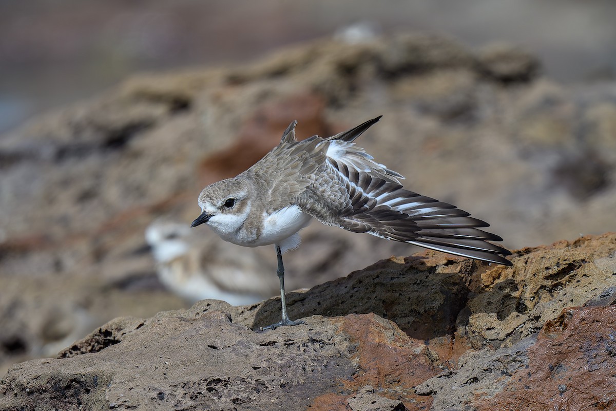 Tibetan Sand-Plover - ML645314496