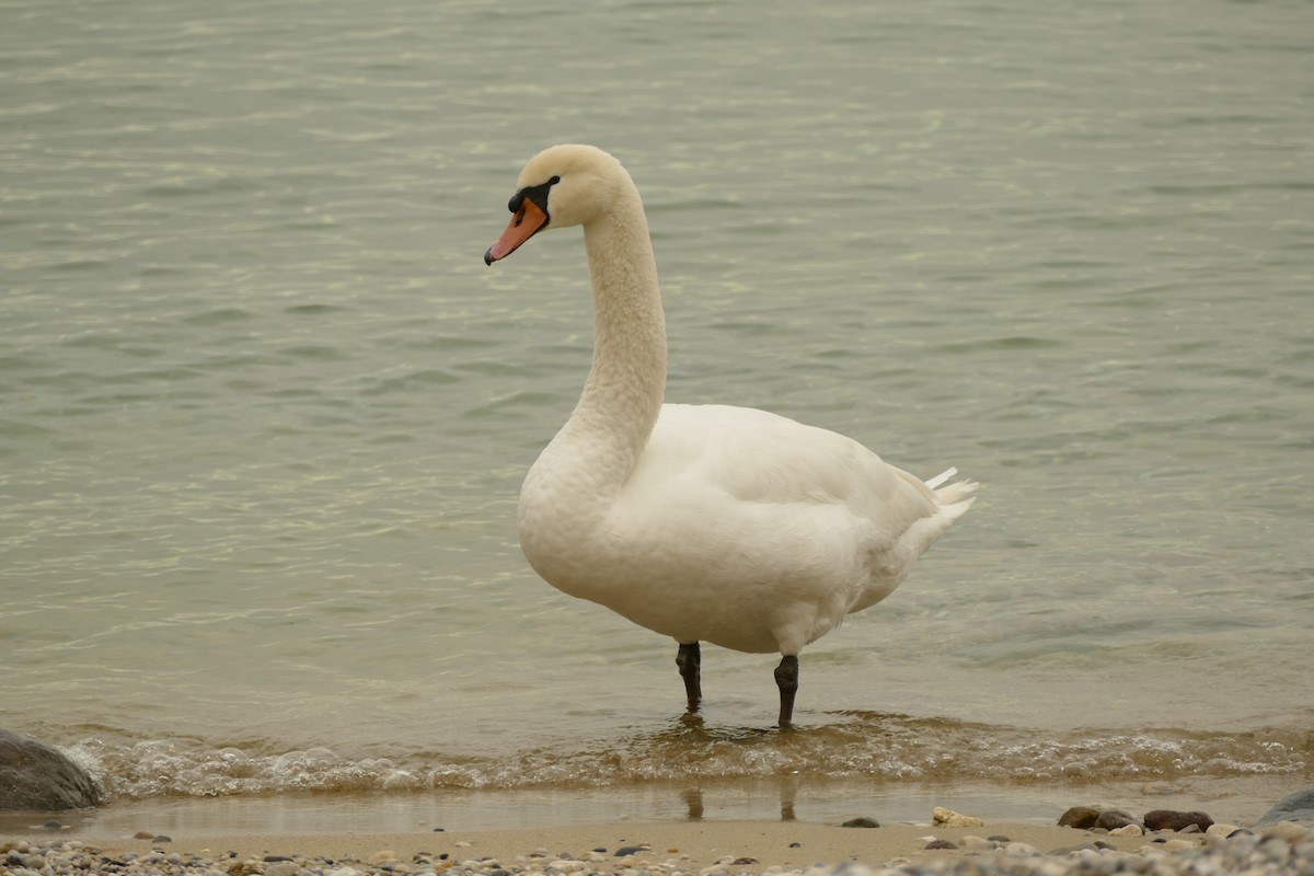 Höckerschwan - ML645314501