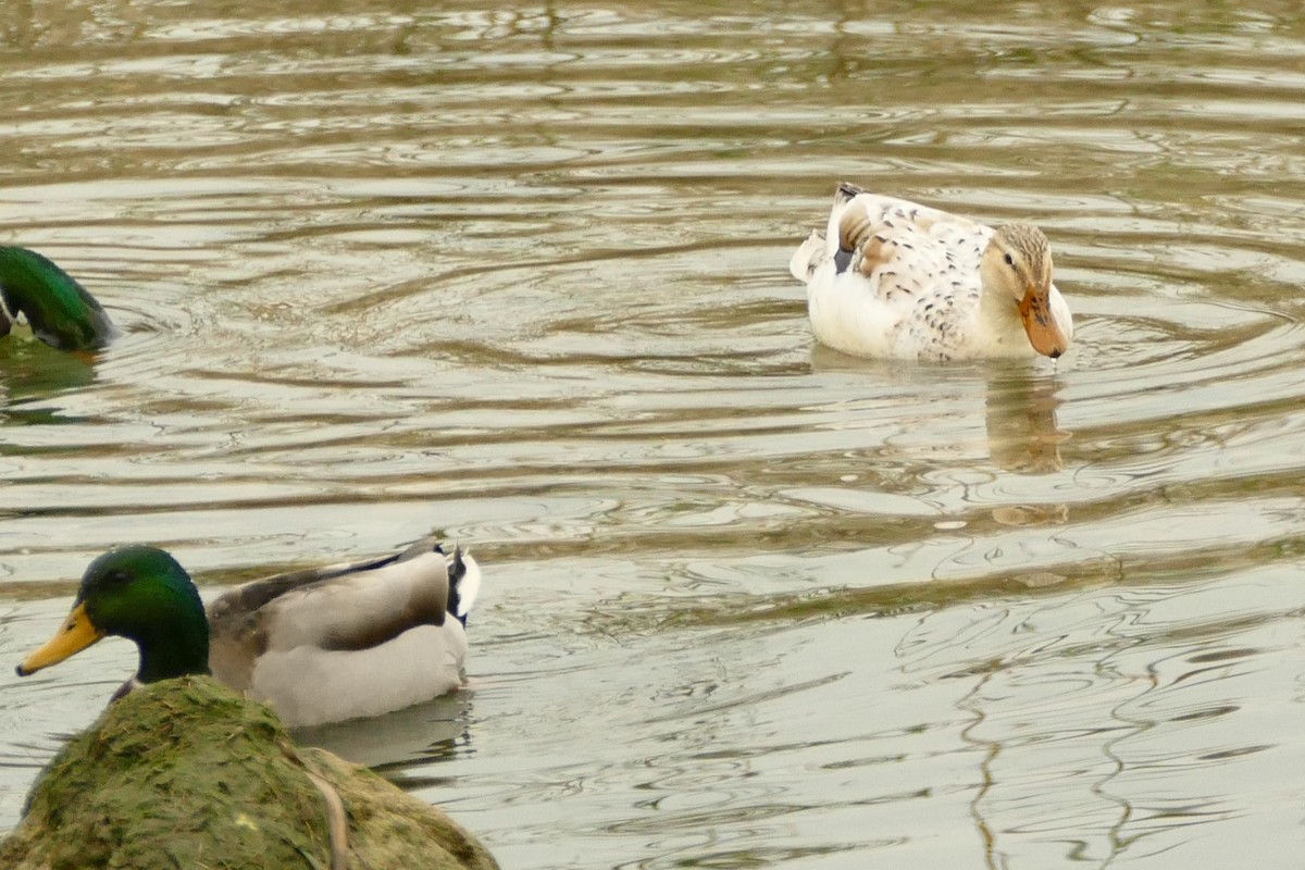 Stockente - ML645314505