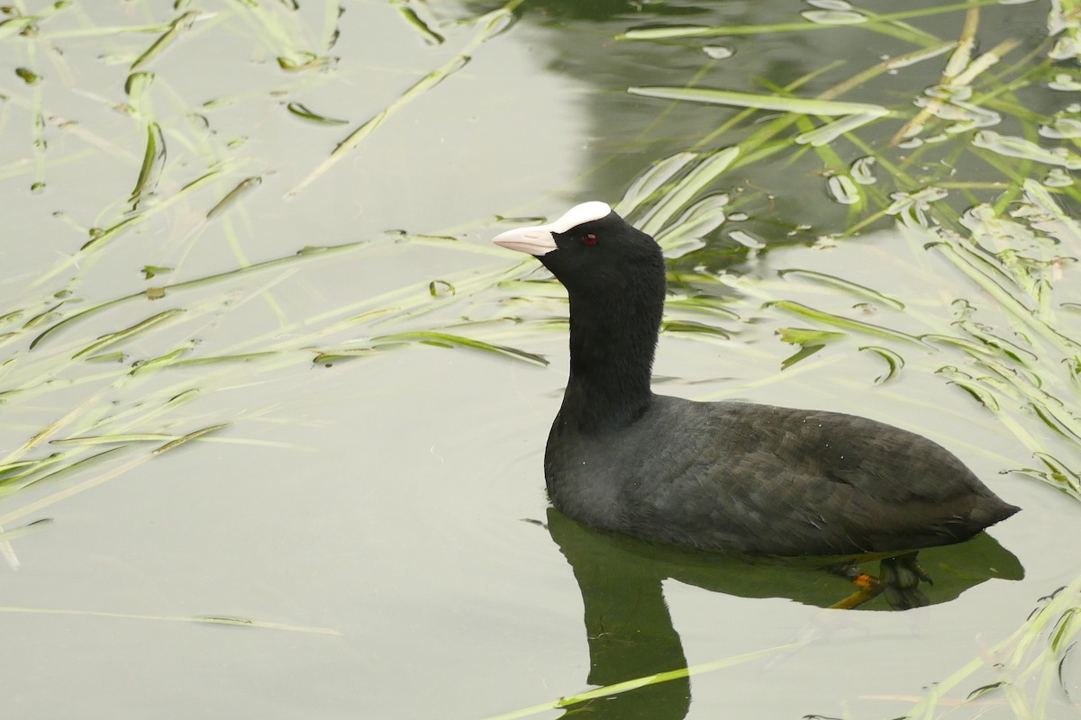 Blässhuhn - ML645314507