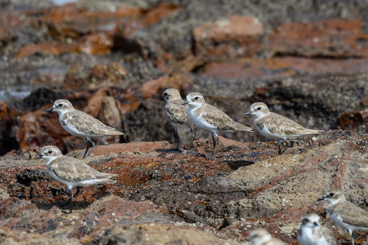 Tibetan Sand-Plover - ML645314508