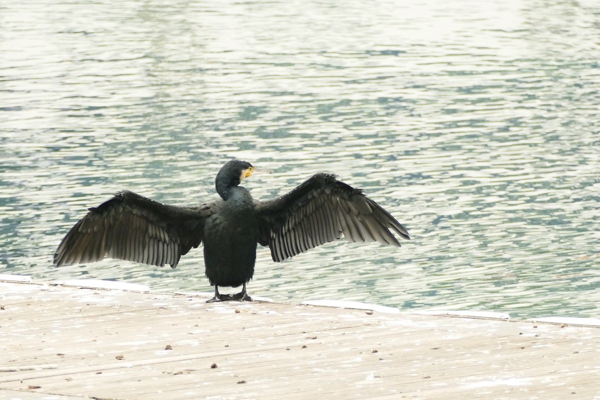 Kormoran - ML645314509