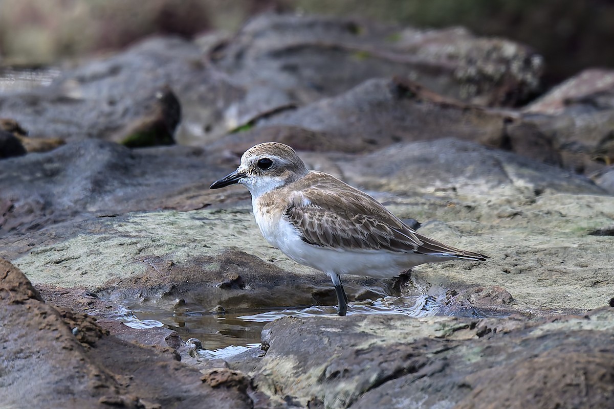 Tibetan Sand-Plover - ML645314510