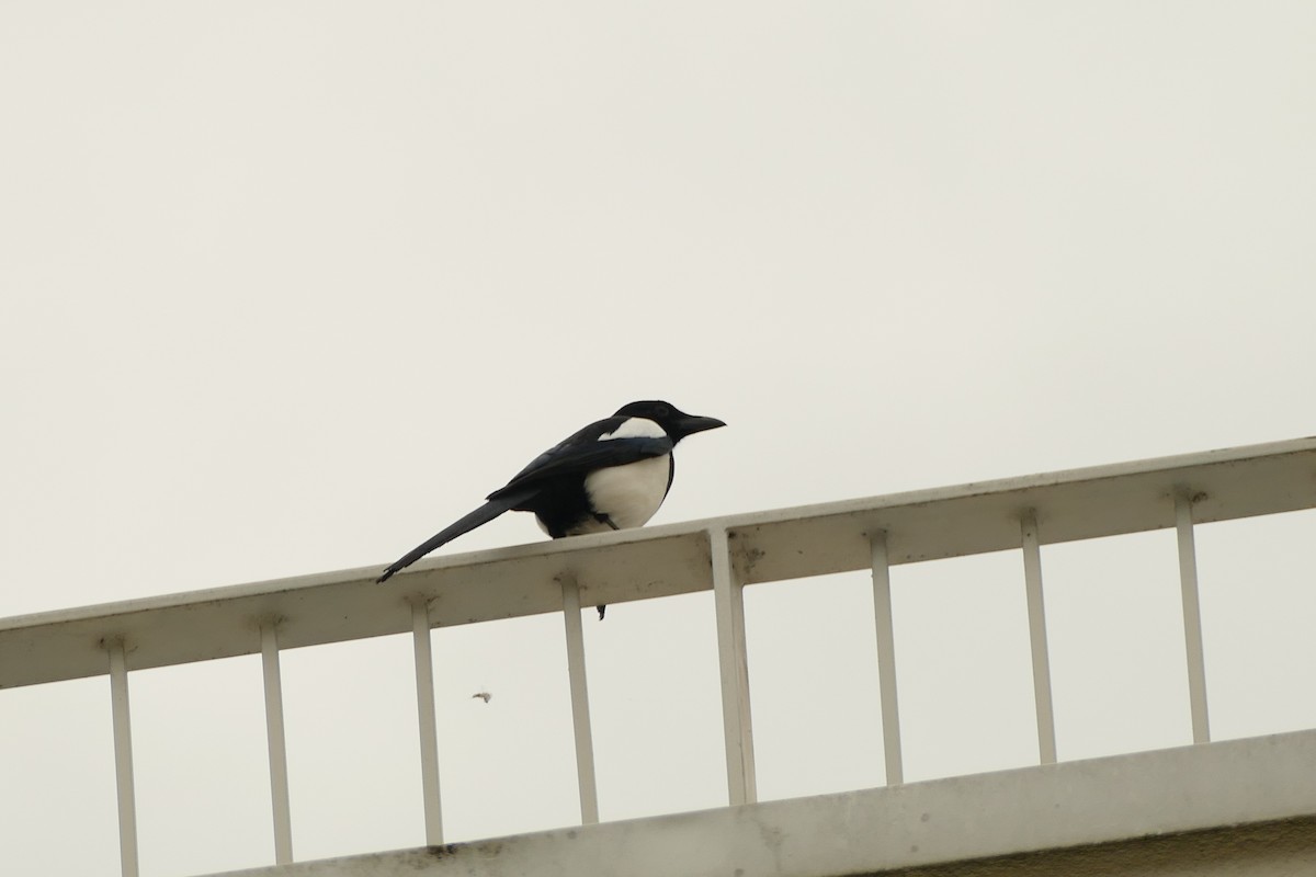 Elster - ML645314511