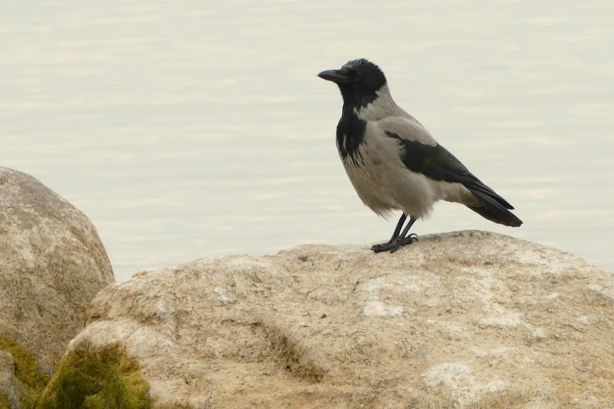 Nebelkrähe - ML645314513