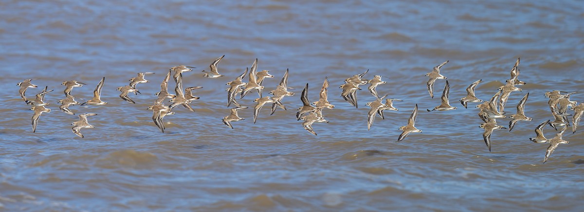 Tibetan Sand-Plover - ML645314514