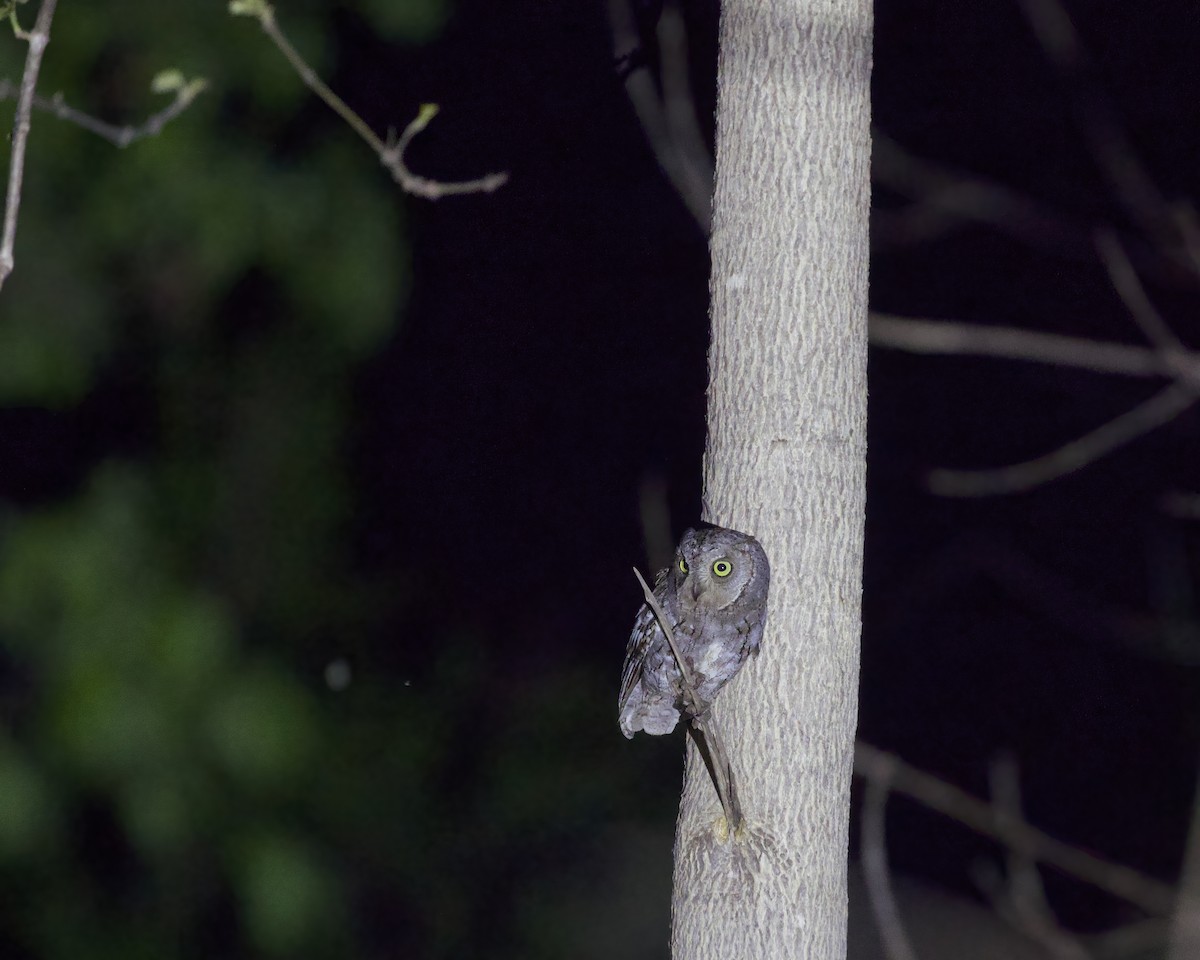 výreček africký - ML645314515