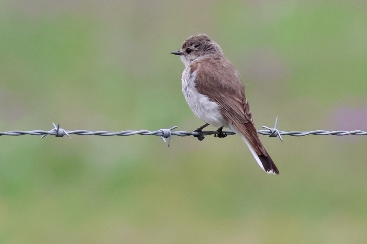 lejsčík šedohnědý - ML645314517