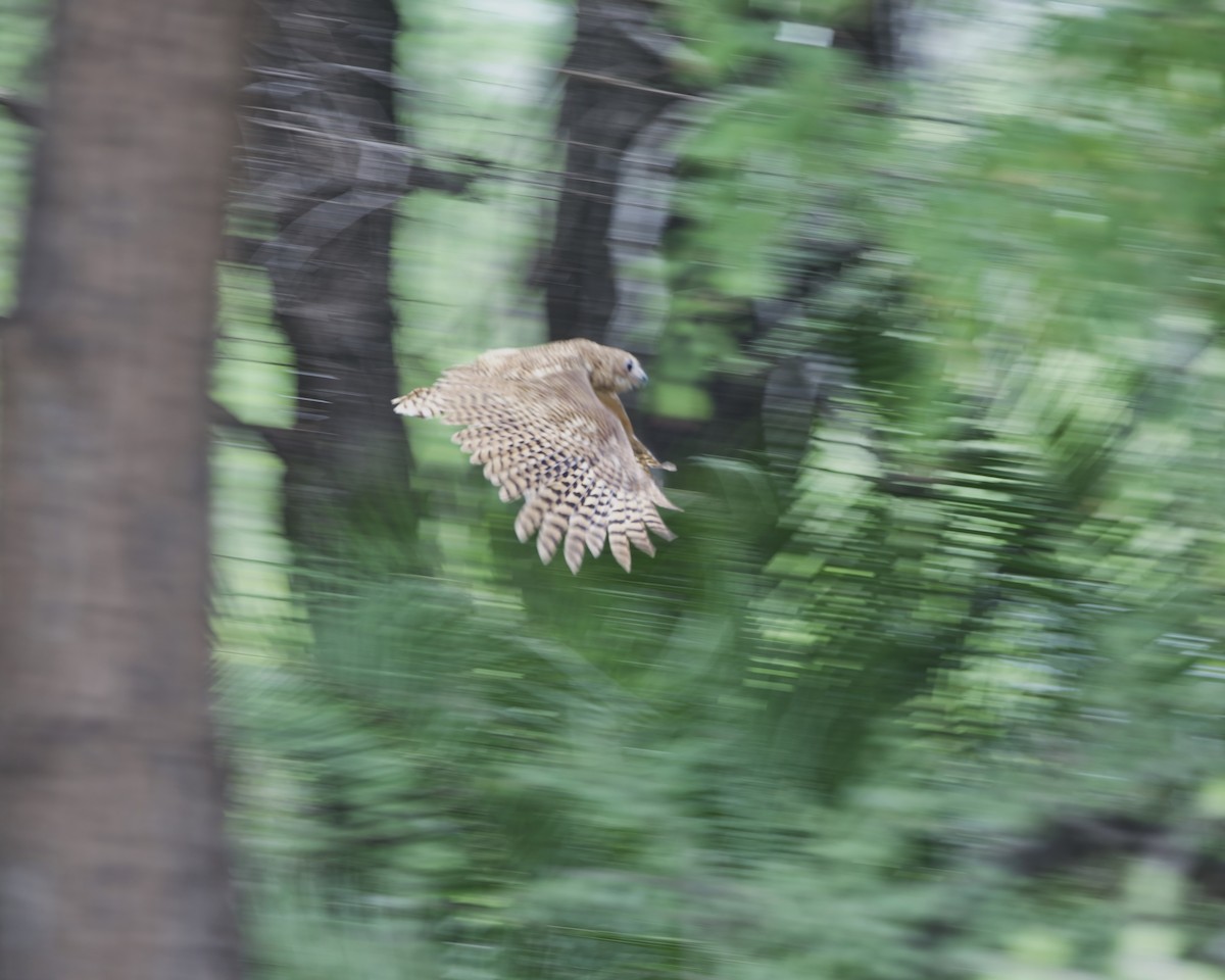 ketupa subsaharská - ML645314524