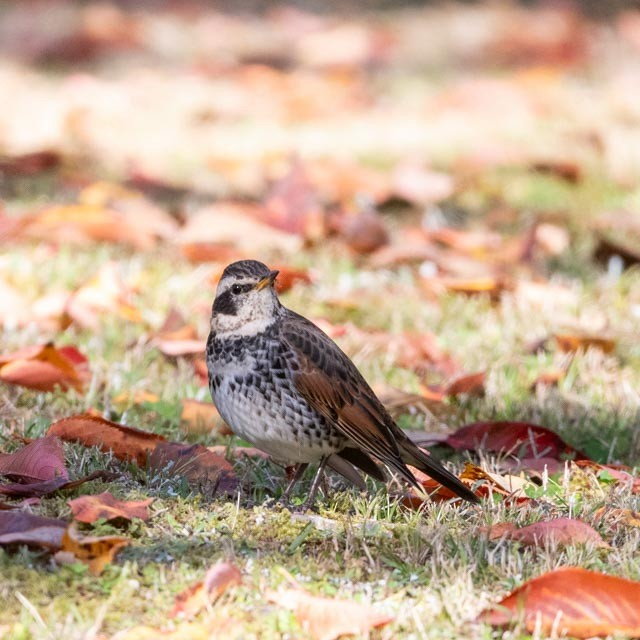 Dusky Thrush - ML645314538